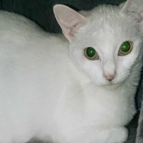 Ec9580107e93998c4e1ee7676878ceca