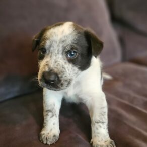 Ee8ae90cd9c9c067fb104979a960aeeb