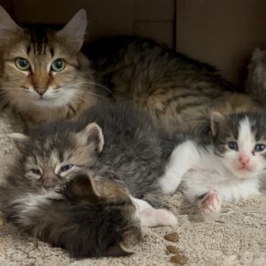 Eea22ee1e35e9f1514b560f6d8d8788d