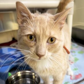 F870eca453ff213acaafceff0e85be0f