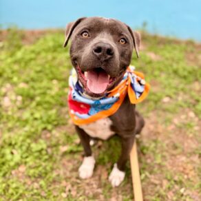 Fc3884d44dfd20775df357fbc070a849