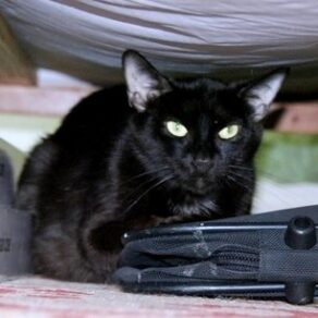 Fcd342300ee476187b3a80cc692acf62